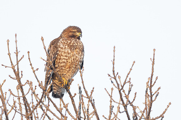 Red-shouldered Hawk