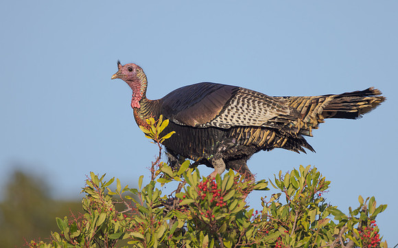 Wild Turkey