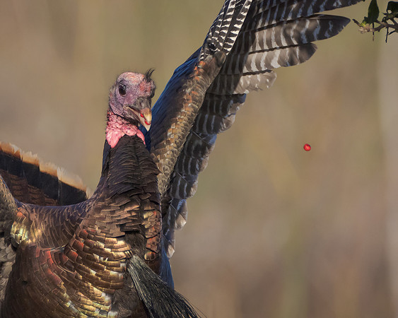 Wild Turkey