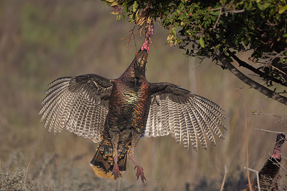 Wild Turkey