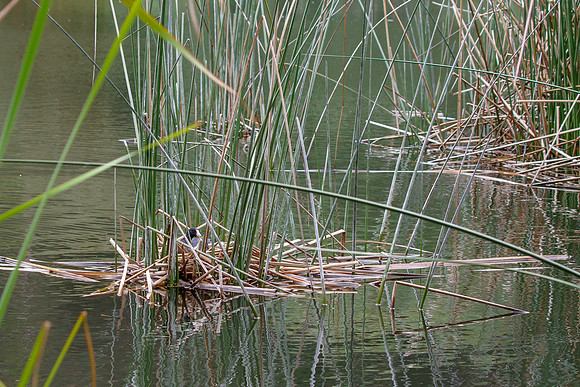 American Coot, on nest