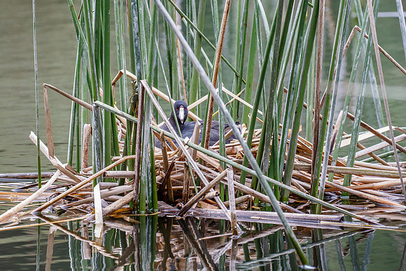 American Coot, on nest