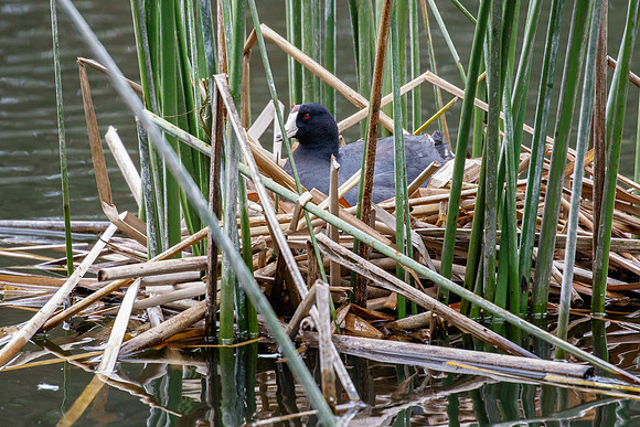 American Coot, on nest