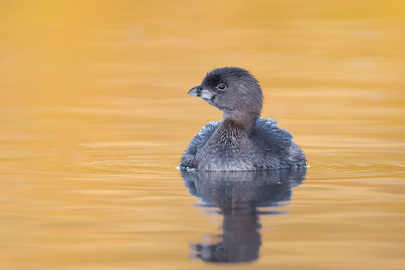 Pied-billed Grebe