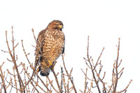 Red-shouldered Hawk