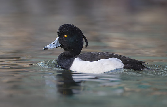 Tufted Duck