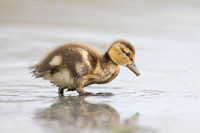 Mallard