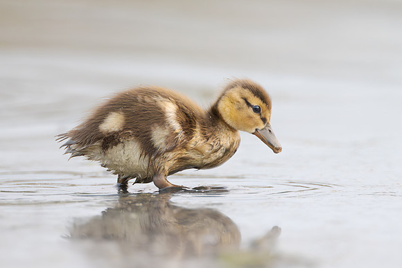 Mallard