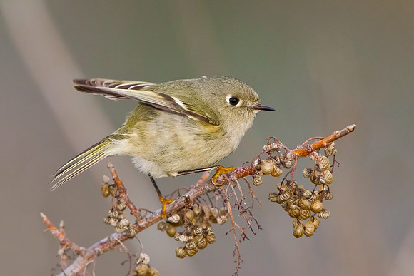 Ruby-crowned Kinglet