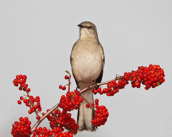 Northern Mockingbird