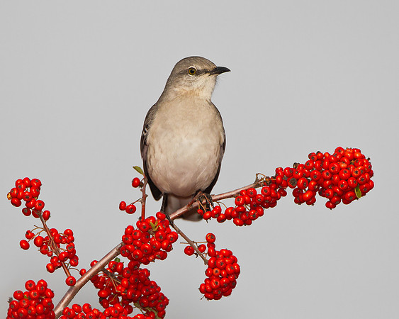 Northern Mockingbird