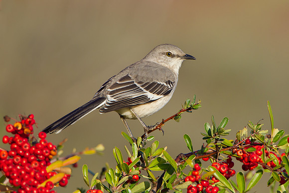 Northern Mockingbird