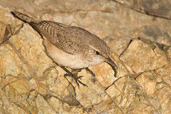 Rock Wren, feeding on insect larva