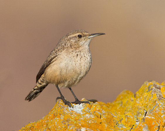 Rock Wren
