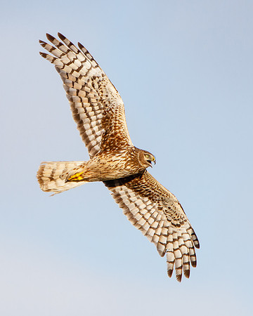 Northern Harrier, adult female