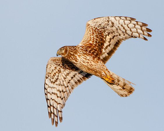 Northern Harrier, female
