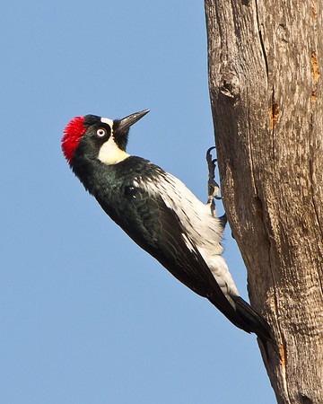 Acorn Woodpecker, crest raised in alarm due to nearby hawk
