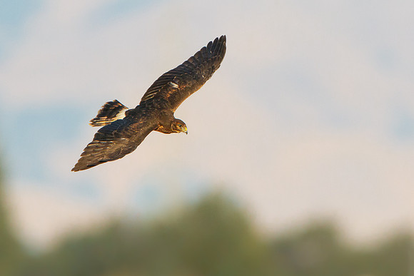 Northern Harrier, fledgling