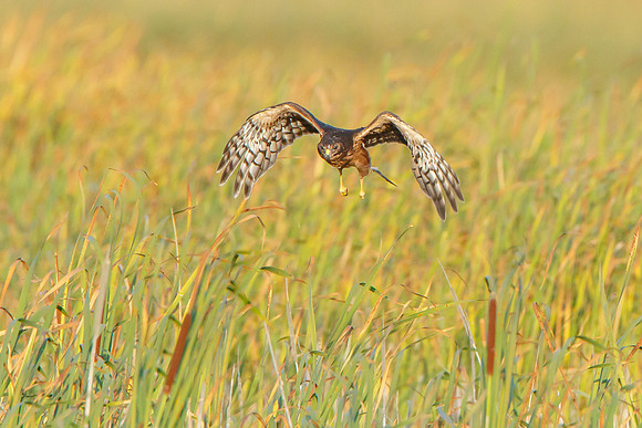 Northern Harrier, fledgling
