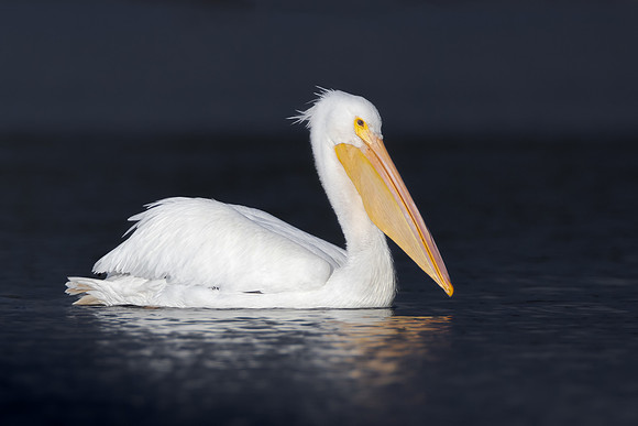 White Pelican