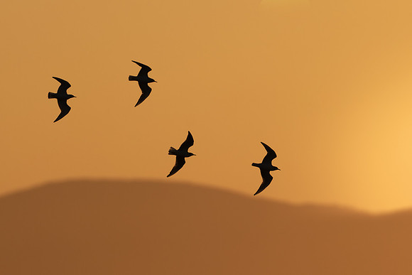 Bonaparte's Gulls