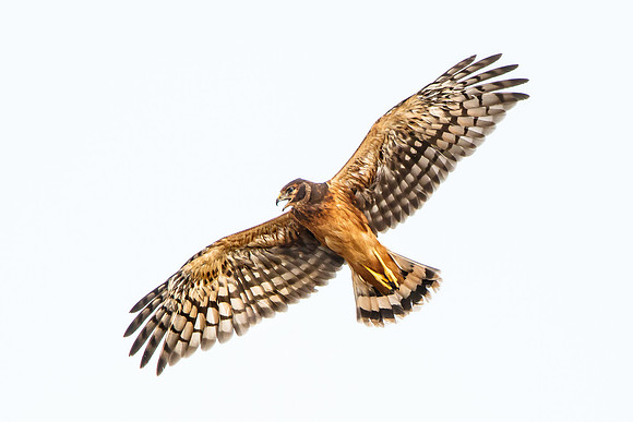 Northern Harrier, fledgling