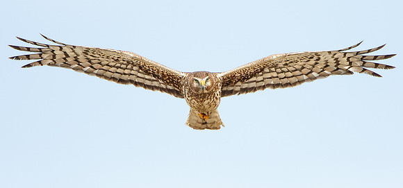Northern Harrier, adult female