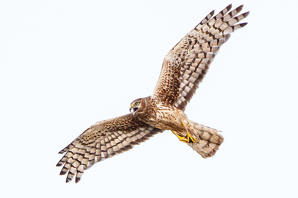 Northern Harrier