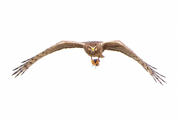Northern Harrier