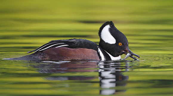 Hooded Merganser with fish (stickleback)