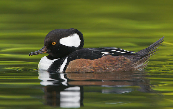 Hooded Merganser