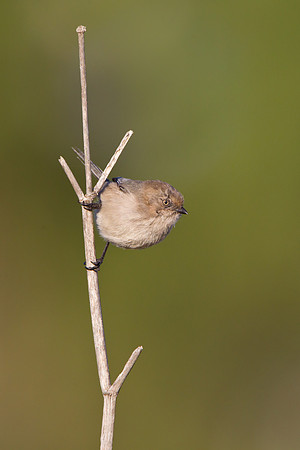 Bushtit