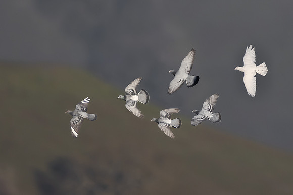 Rock Pigeons