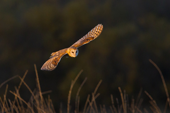 Barn Owl