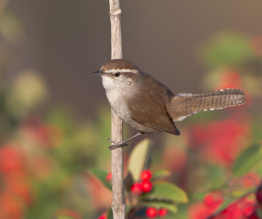 Bewick's Wren