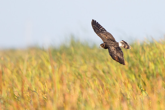 Northern Harrier