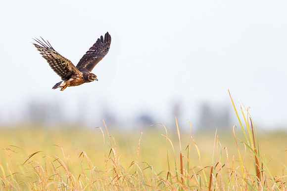 Northern Harrier