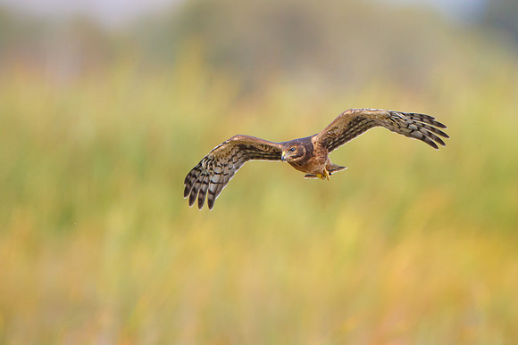 Northern Harrier