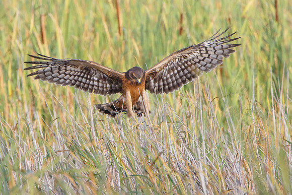 Northern Harrier, fledgling landing