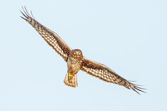 Northern Harrier, adult female