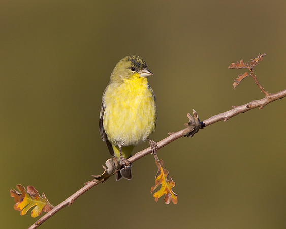 Lesser Goldfinch