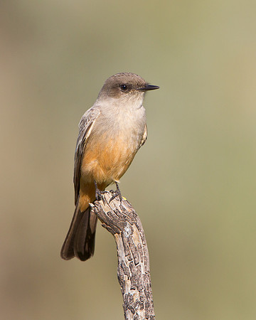 Say's Phoebe