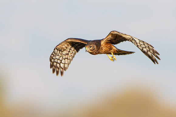 Northern Harrier, fledgling