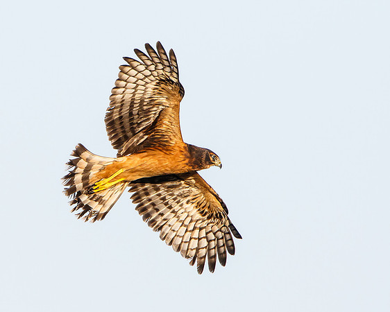 Northern Harrier, fledgling