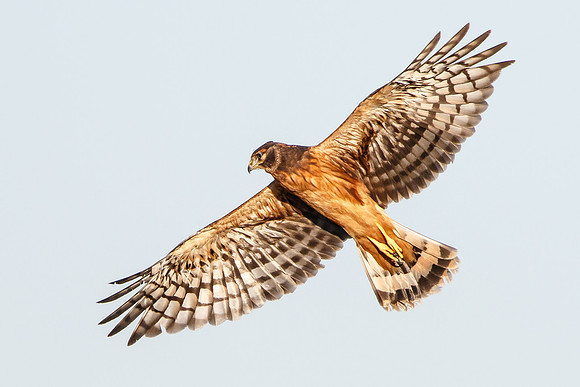 Northern Harrier, fledgling