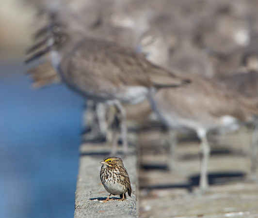 Savannah Sparrow, with Willets