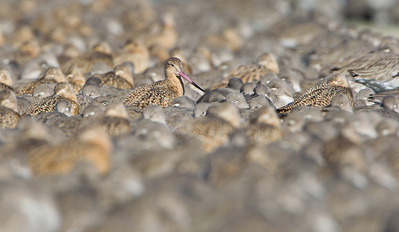 Marbled Godwit, with Willets