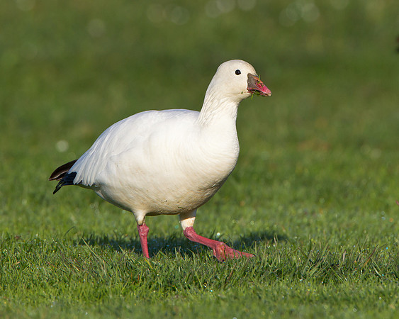 Ross's Goose
