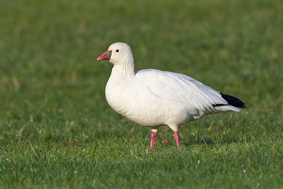 Ross's Goose
