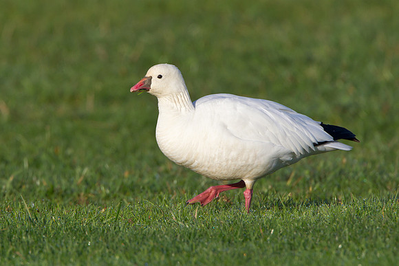 Ross's Goose
